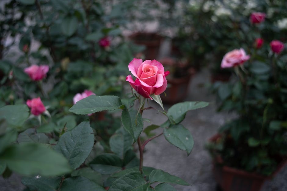 A close-up of a single pink rose in full bloom, with delicate petals curling outward, surrounded by dark green leaves with slightly serrated edges. The rose is situated among other rose bushes in a ga
