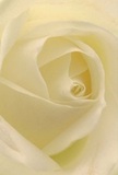 This close-up pulls you into the gentle heart of a cream-white rose, as though you are wrapped in its petals-each one tenderly curling inwards, echoing the skilled artistry found in Kingston upon Thames flower shops. The silky texture of the petals catches soft, ambient daylight, with shadows gently pooling between folds, giving the bloom an understated drama and tranquil depth. The entire effect is one of peace and new beginnings, reminiscent of early mornings spent strolling along the Thames or finding solace in the quiet corners of Richmond Park. This rose is the purest emblem of reverence, ideal for heartfelt gestures-be it sympathy, admiration, or a symbolic fresh start for someone dear. A subtle, sweet hint of fragrance lingers, soft and comforting, as if the bloom has just been gathered for a Kingston upon Thames neighbour. Each visual detail, from the perfect arrangement to the serene interplay of colours and shadows, embodies the care and passion local florists infuse into every arrangement destined for delivery across Kingston upon Thames.